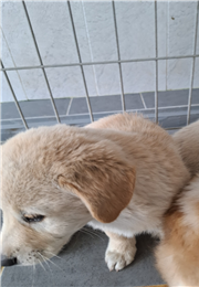 유기동물 삼호 보호소_446494202400572